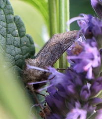 Lacinipolia meditata