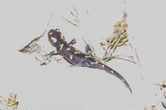 Salamandra salamandra