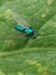 Condylostylus armipes