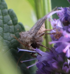 Lacinipolia meditata