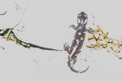 Salamandra salamandra