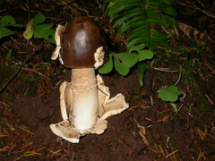 Amanita pachycolea