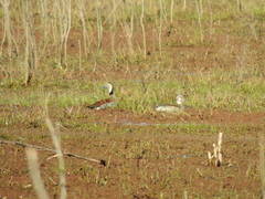 Callonetta leucophrys