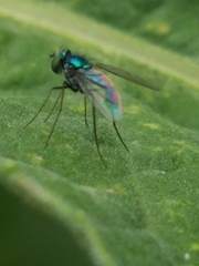 Condylostylus armipes