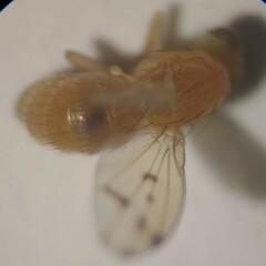Homoneura occidentalis