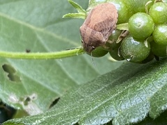 Pachycorinae