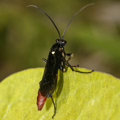 Protichneumon grandis
