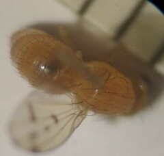 Homoneura occidentalis
