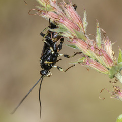 Protichneumon grandis