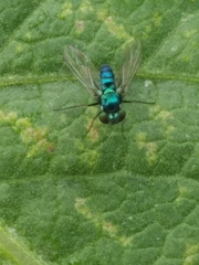 Condylostylus armipes