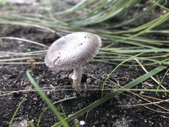 Amanita vaginata
