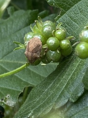 Pachycorinae