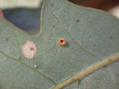 Neuroterus saltatorius