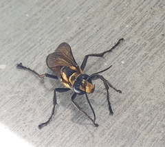 Sphex habenus