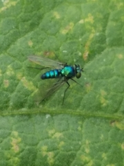 Condylostylus armipes