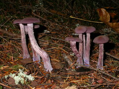 Laccaria amethysteo-occidentalis