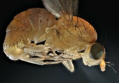 Homoneura occidentalis