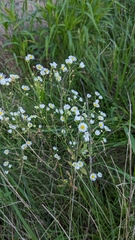 Erigeron