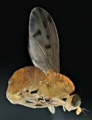 Homoneura occidentalis