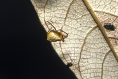 Araneus cyrtarachnoides