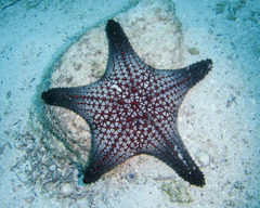 Pentaceraster cumingi