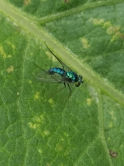 Condylostylus armipes