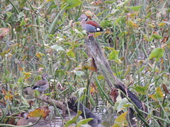 Callonetta leucophrys