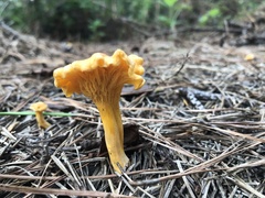 Cantharellus minor