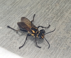 Sphex habenus