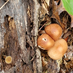 Kuehneromyces marginellus