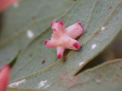 Cynips quercusechinus