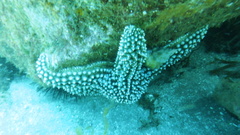 Pisaster giganteus