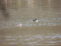 Callonetta leucophrys