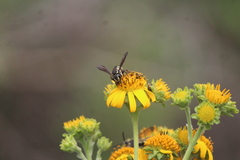 Paranthidium gabbii