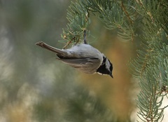 Poecile gambeli