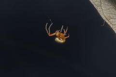 Araneus cyrtarachnoides