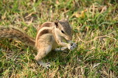 Funambulus pennantii