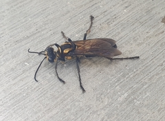Sphex habenus