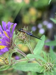 Itoplectis