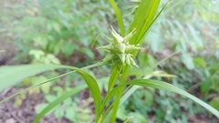 Carex grayi