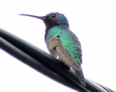 Chrysuronia coeruleogularis