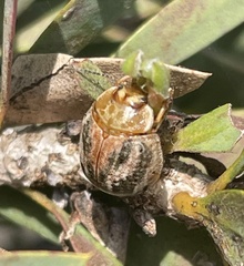 Paropsisterna semifumata