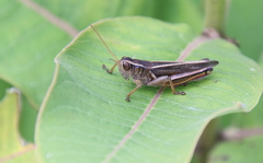 Melanoplus bivittatus