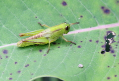 Melanoplus bivittatus
