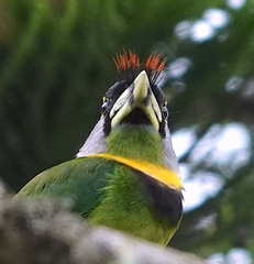 Psilopogon pyrolophus