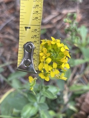 Draba helleriana