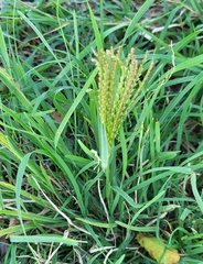 Chloris verticillata