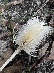 Dipsacus