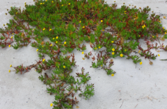 Cotula coronopifolia