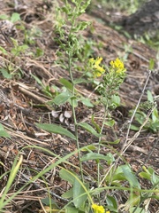 Draba helleriana